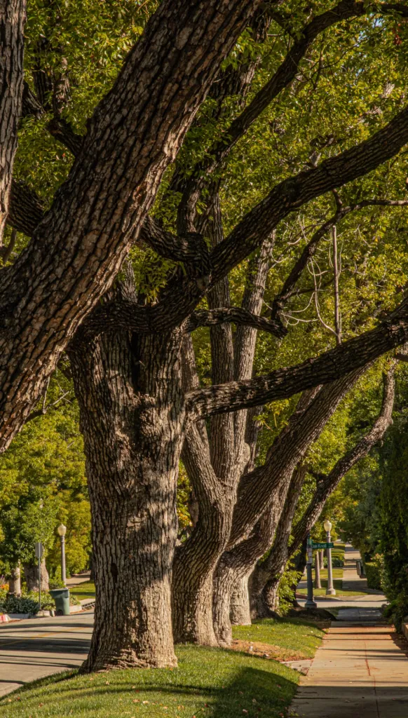 Looking up at the trunk and spreading branches of a large oak tree