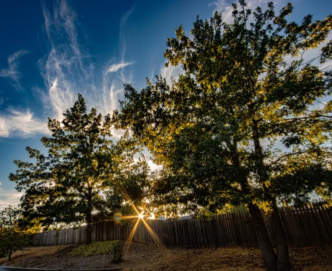 Two mature trees at sunset with the sun flaring through a wooden fence